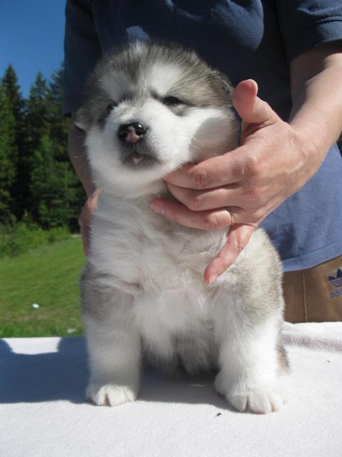 Babylon4vk (2).JPG - Babylon 4 weeks